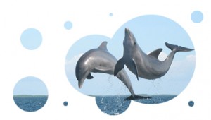 dolphins_circle